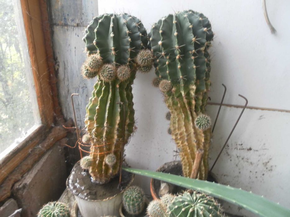 Финиковая пальма, кактусы, алое