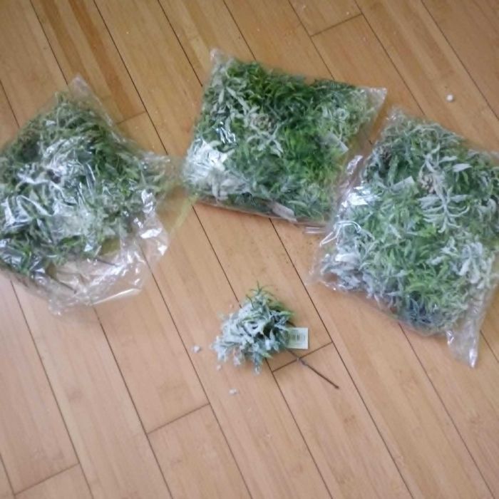 Sztuczna ośnieżona gałązka z szyszką do stroików świątecznych