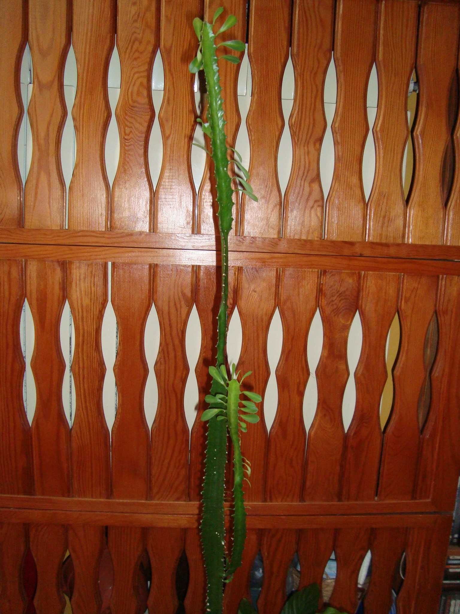 Kaktus Wilczomlecz ok 1 metr