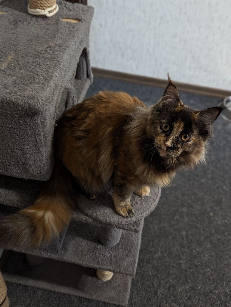 Котёнок Мейн Кун Кошеня Мейн кун Рыжий кот Кошка Девочка