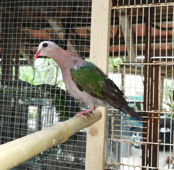 Machos Rolas esmeraldas