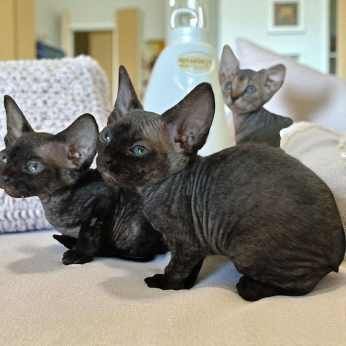 Devon Rex małe kocięta