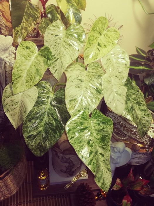 Philodendron Giganteum Variegata Filodendron roślina piękna monstera
