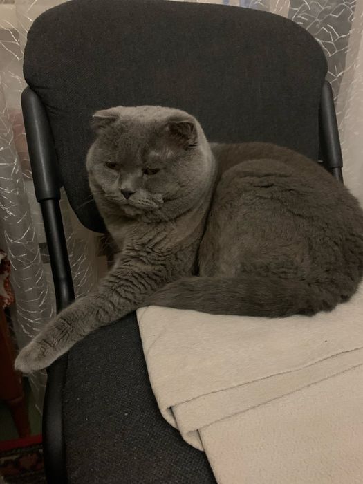 Вʼязка кіт британець вісловухий 6 років Дніпро Тополя