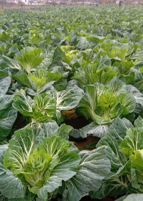 Couve Penca para o Natal