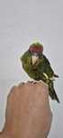 Kakariki domesticado
