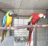 Aves Reprodutoras e adultas - Papagaios, Araras e Guarubas