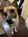 Para adopção o Benny