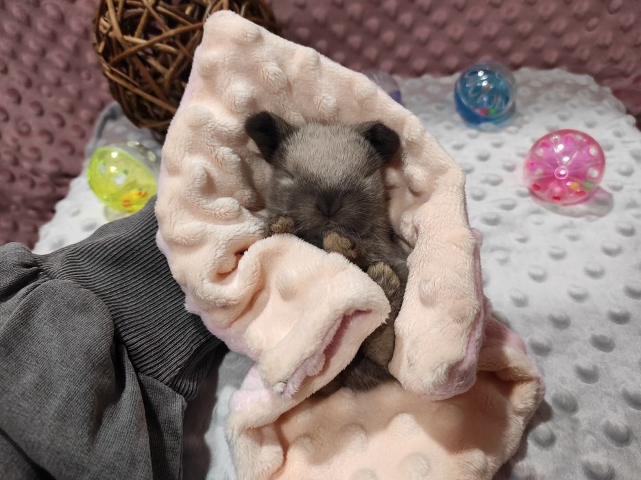 Mini Lop Króliczki Seal Point-Frosty Point Czysta Rasa z WYPRAWKĄ
