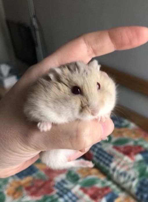 Джунгарские хомячки рыжие и белые