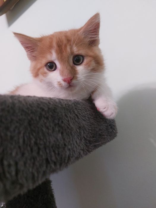 Кошеня Едді (хлопчик) шукає дім