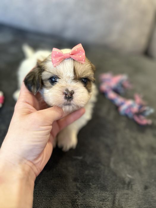Shihtzu femea pequenina excelente