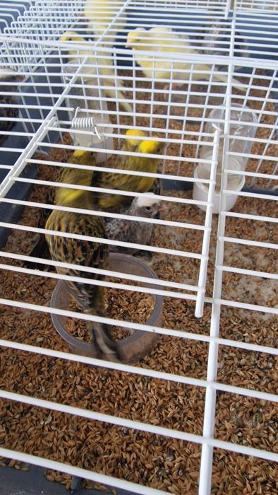 Canarios 2025 disponíveis