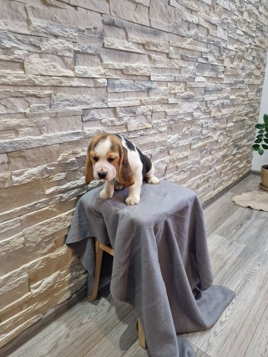 Suczka Beagle Tricolor