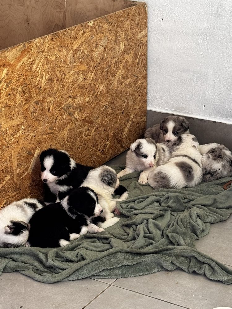 Sprzedam Psa Border Collie czarno biały (samiec)