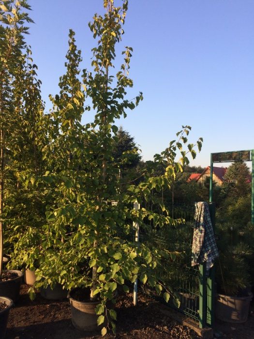 Orzech Laskowy Leszczyna Turecka 300cm 'Corylus Colurna'