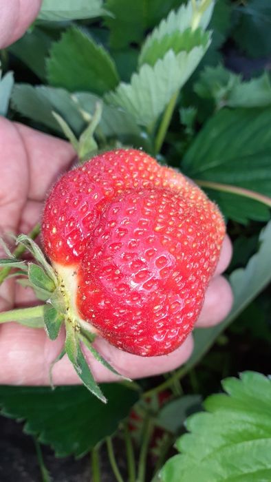 Mudas morangueiro portola