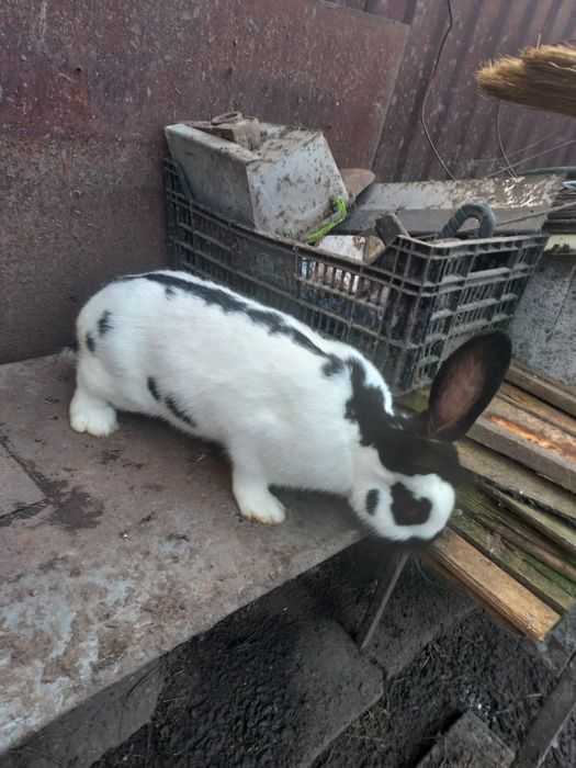 Молоді самки, породи строкач