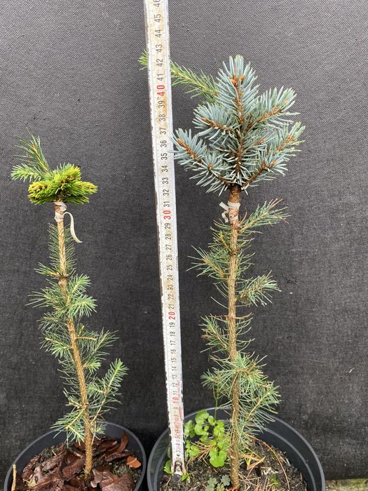 Хвойні привиті щеплені