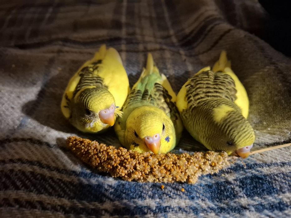 Хвилястики  1міс.