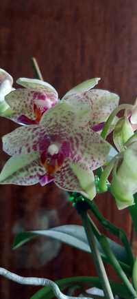 Продам орхідею Wild Geel