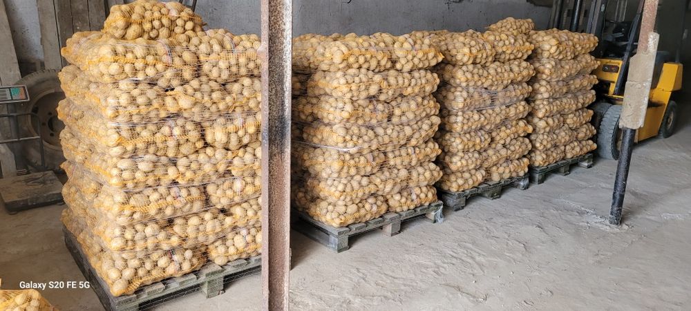 Sprzedam  ziemniaki Quinn Anna, Gala