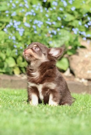 Przepiękna czekoladowa, podpalana, długowłosa suczka Chihuahua