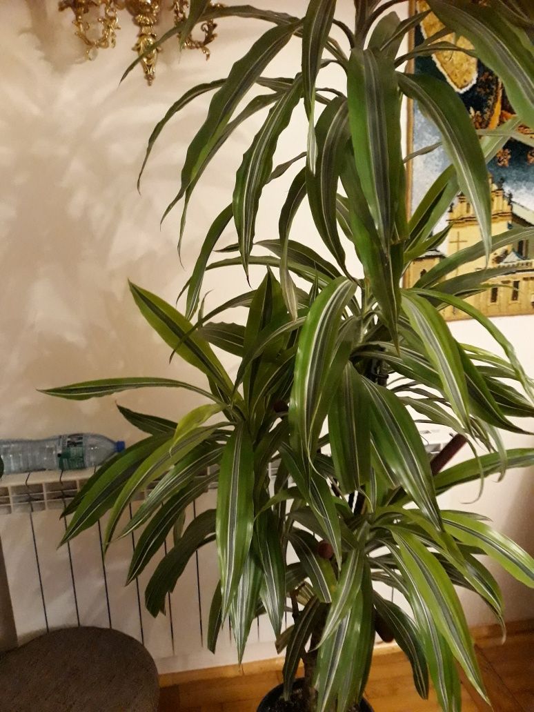 Dracena- rośliną zielona.