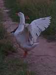 Vendo dois patos