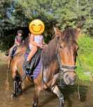 Cavalo garrano/ponei com livro verde