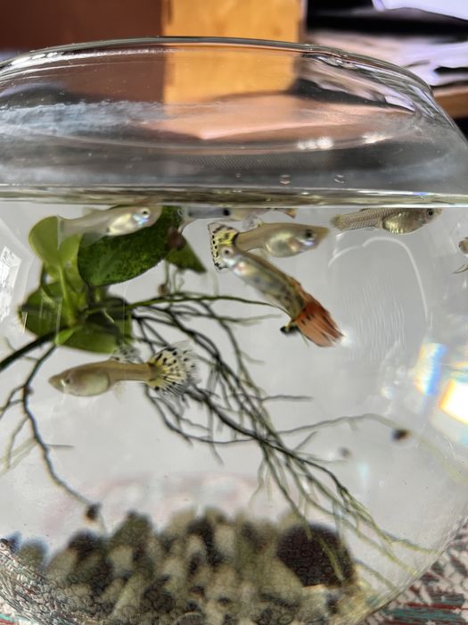 Рибки гуппі, хлопчики, дівчатка