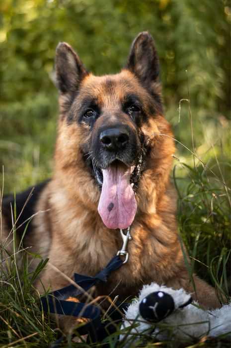 Skrzywdzony Uzi szuka kochającego domu