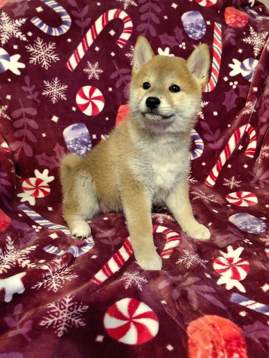 Shiba Inu  ZKwP FCI śliczne szczenie suczka