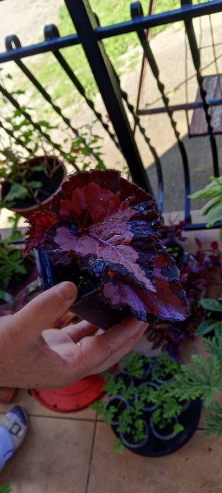Begonia inca night