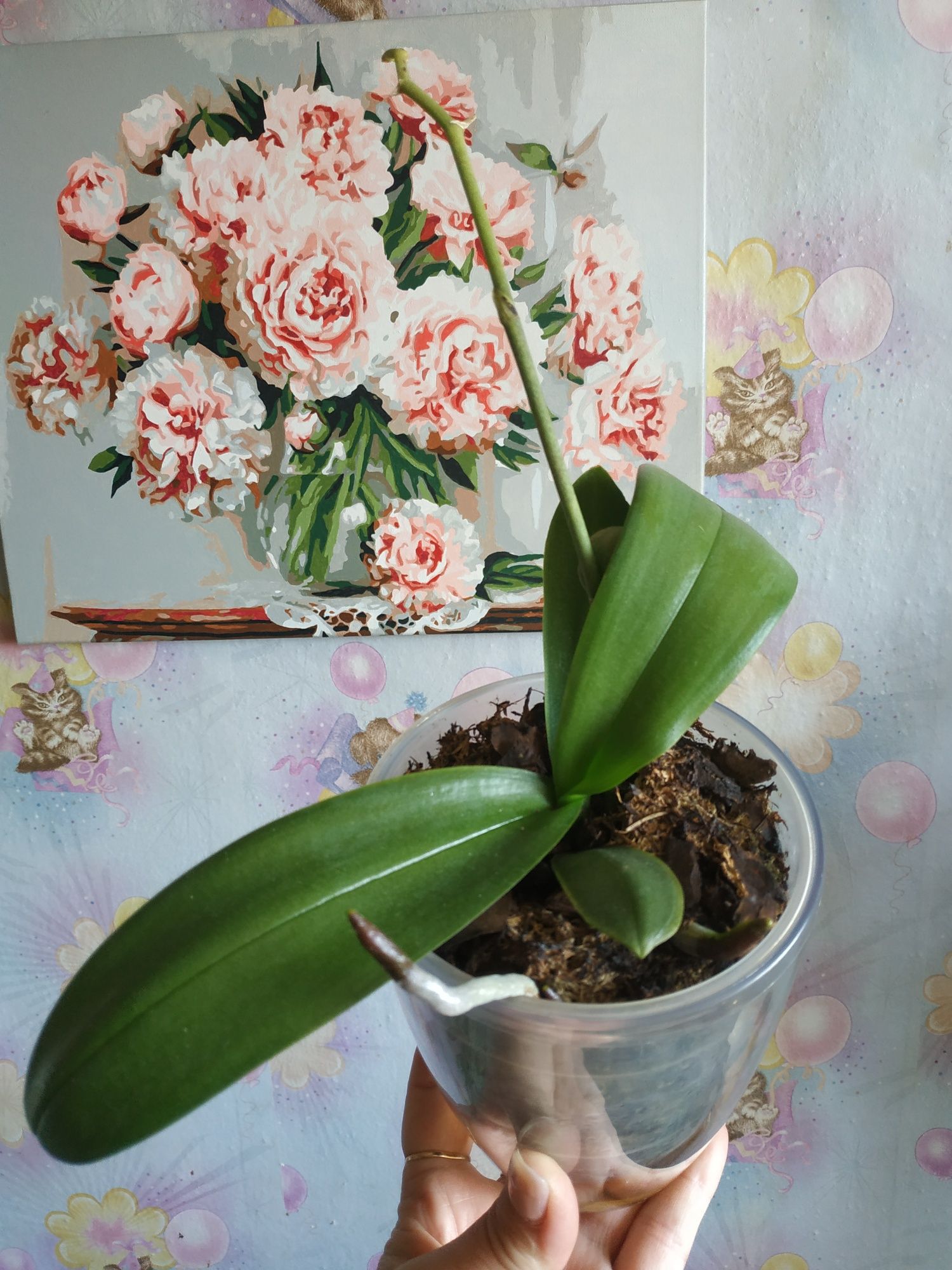 Орхідеї домашні в кашпо