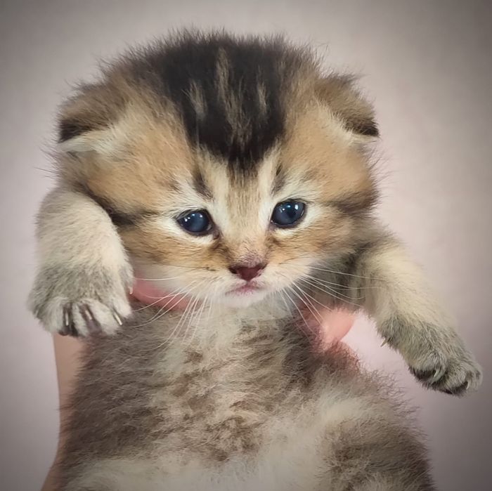 Шотландський котик. Кошеня шиншила. Золоте кошеня