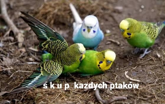 Papugi faliste golabki diamentowe