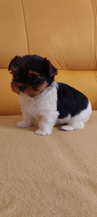 Suczka Yorkshire terrier Biewer