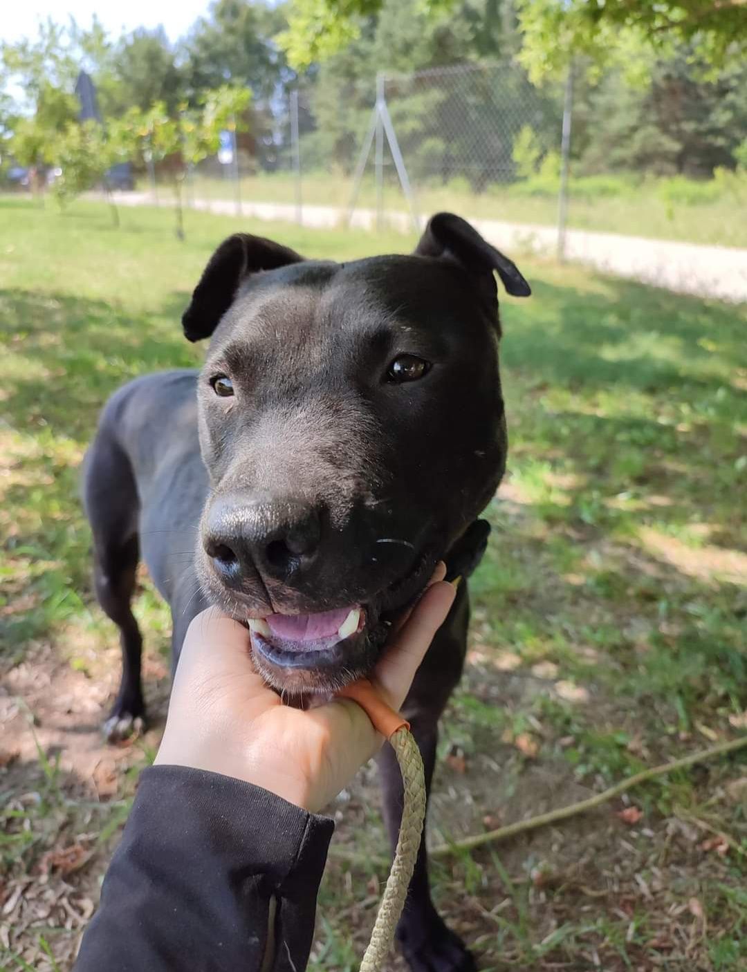 Lima poleca się do adopcji