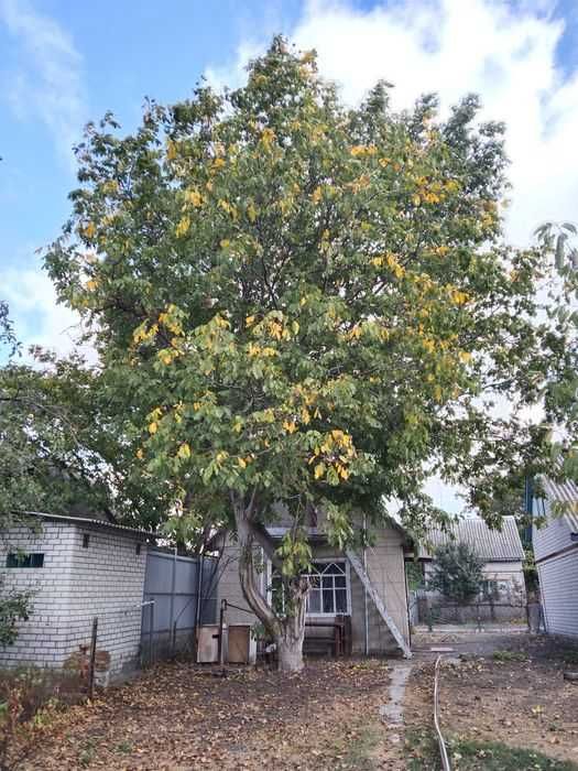 Горіх під спил весь