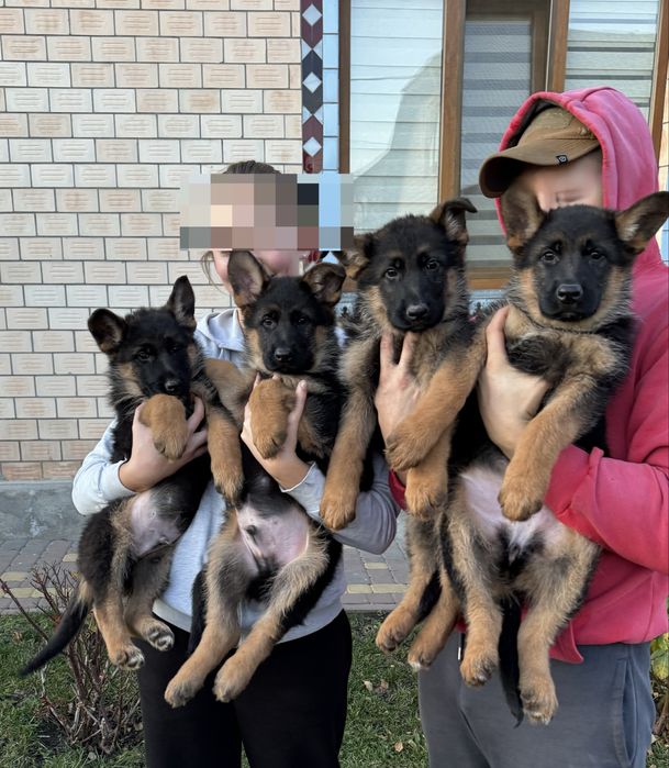 Продам цуценята німецької вівчарки