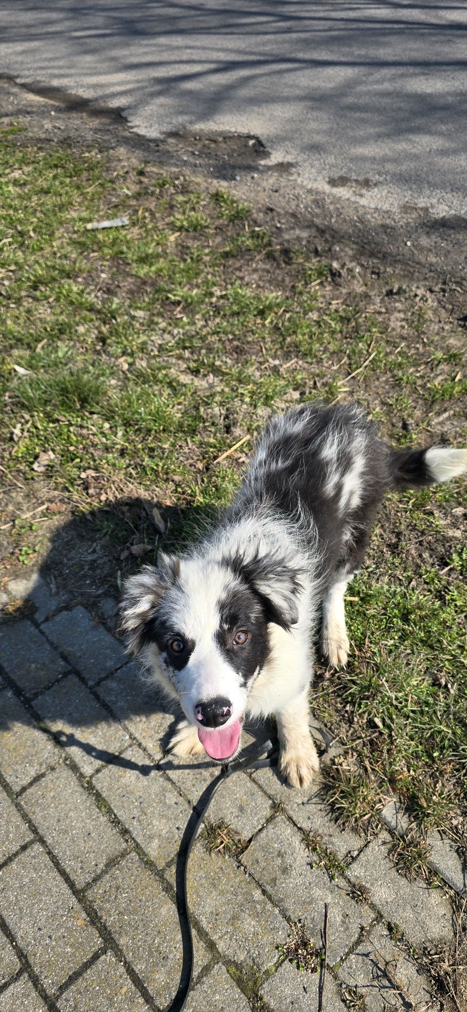 Border Collie piesek