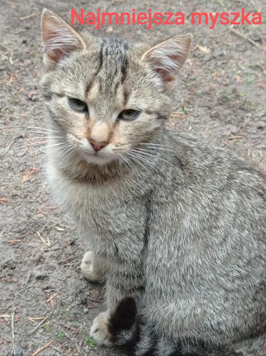 PILNE!! Kotki szukają kochającego domu !!