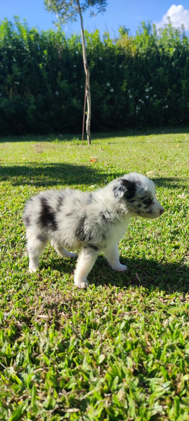 Border Collie Blue Merle fêmea