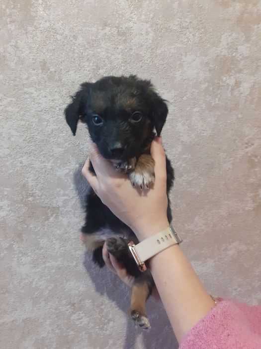 Отдадим в хорошие руки