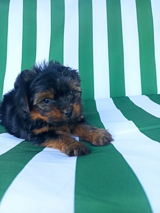 Йорік малюк хлопчик