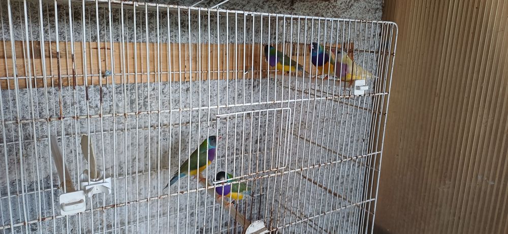 Diamantes de gould