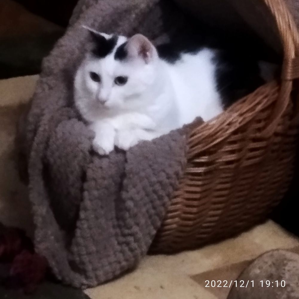 Киця стерилізована