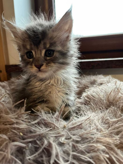 Kotka Maine Coon as 22 linia shaded