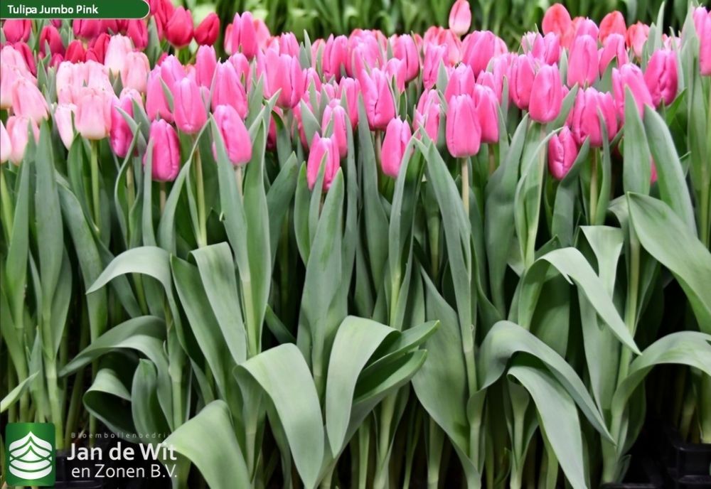 Цибулини тюльпанів 12+ на вигонку і для саду Нідерланди Jan de Wit